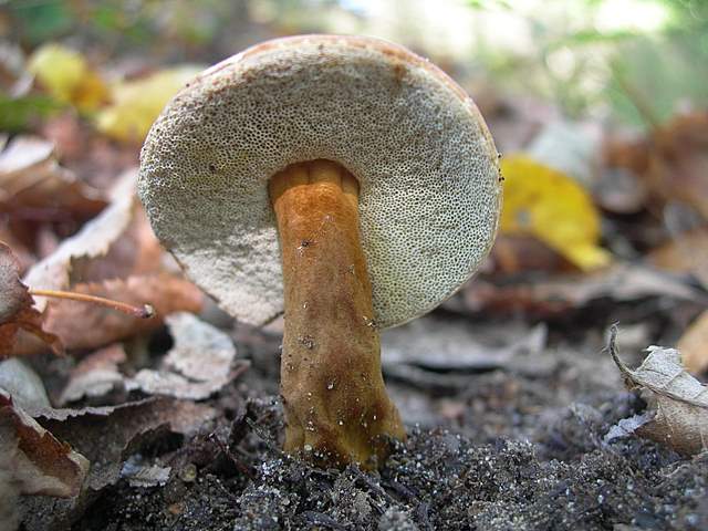 Funghi degli areali esposti